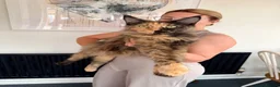 Maine Coon cats for sale: Pedigree Maine Coon Kittens - Advert 4