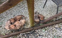 Dachshund dogs for sale: Long haired miniature dachshunds - Image 8