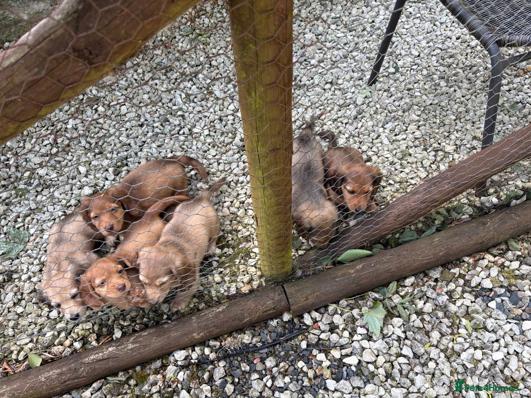 Dachshund dogs for sale: Long haired miniature dachshunds - Image 8