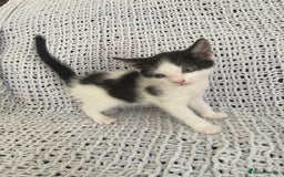 Mixed Breed cats for sale: Beautiful kittens for sale  - Image 6