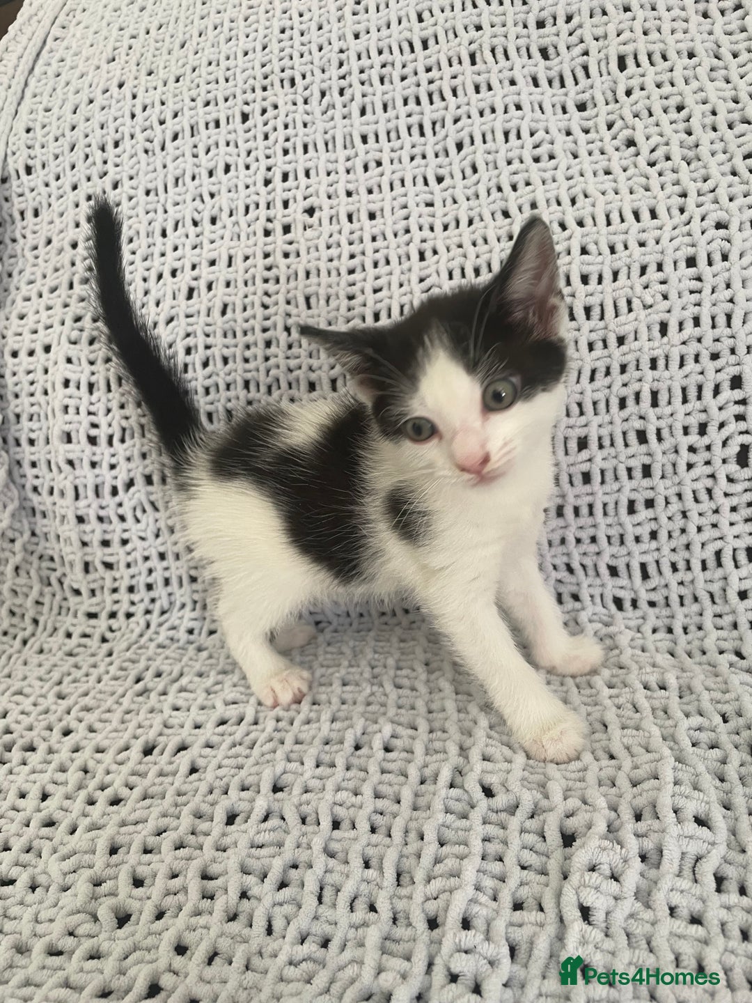 Mixed Breed cats for sale: Beautiful kittens for sale  - Image 6