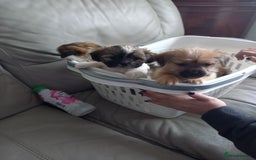 Mixed Breed dogs for sale: Shih tzu cross Jack Russell - Image 11
