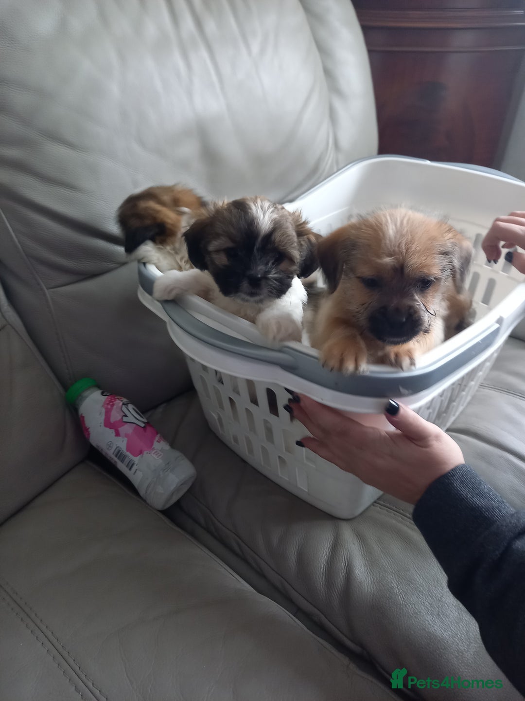 Mixed Breed dogs for sale: Shih tzu cross Jack Russell - Image 11