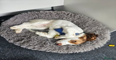 Cockapoo dogs - Advert 15
