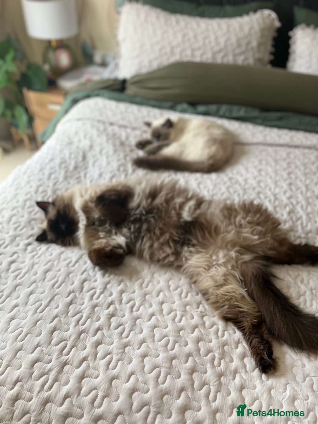 Ragdoll cats for sale: Two adorable ragdolls ready for new home  - Image 22