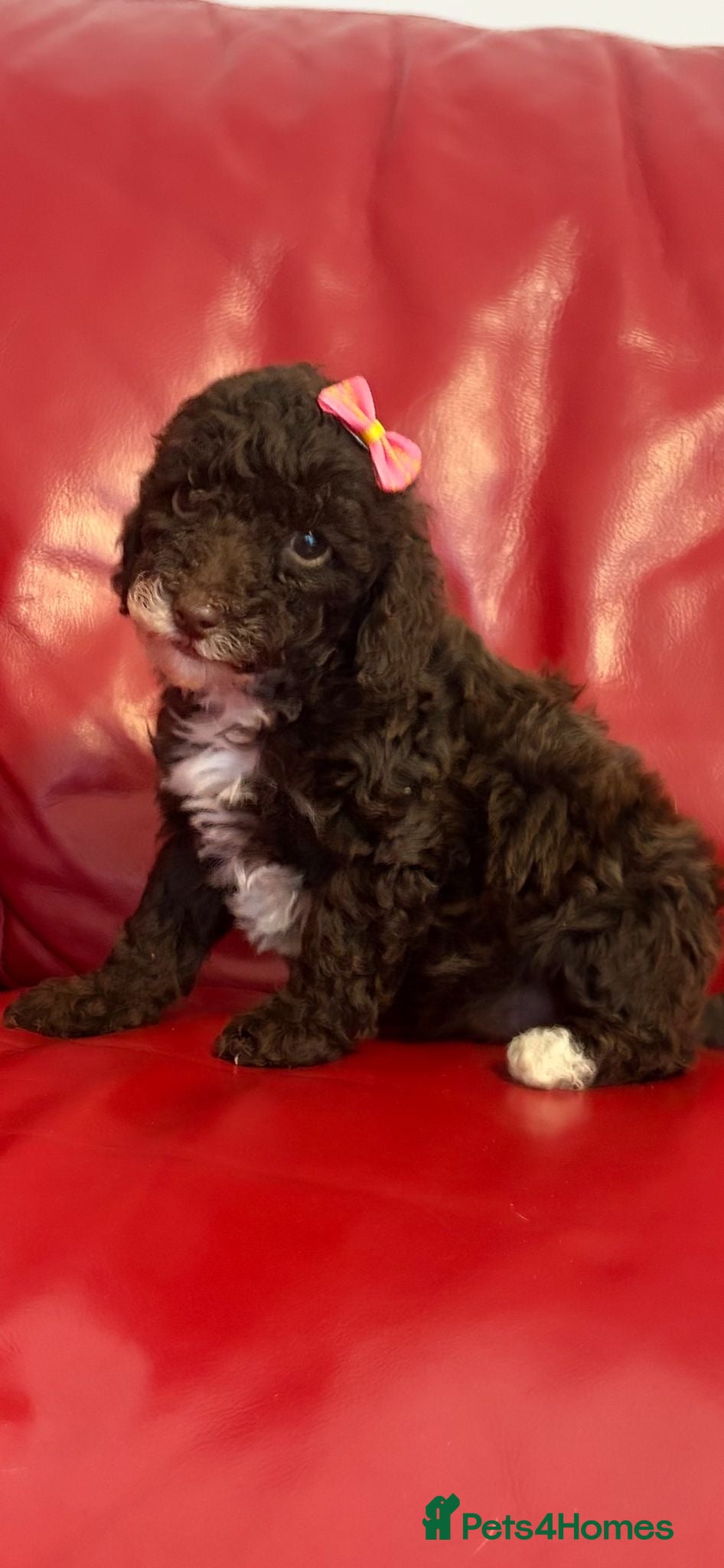 Miniature Poodle dogs  Pure Bred Miniature Poodles - Advert 18