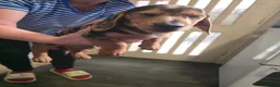 Dachshund dogs for sale: Dchshund miniature - Advert 28