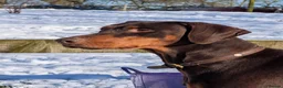 Dobermann dogs for sale: KC registered Dobermann pups - Advert 12