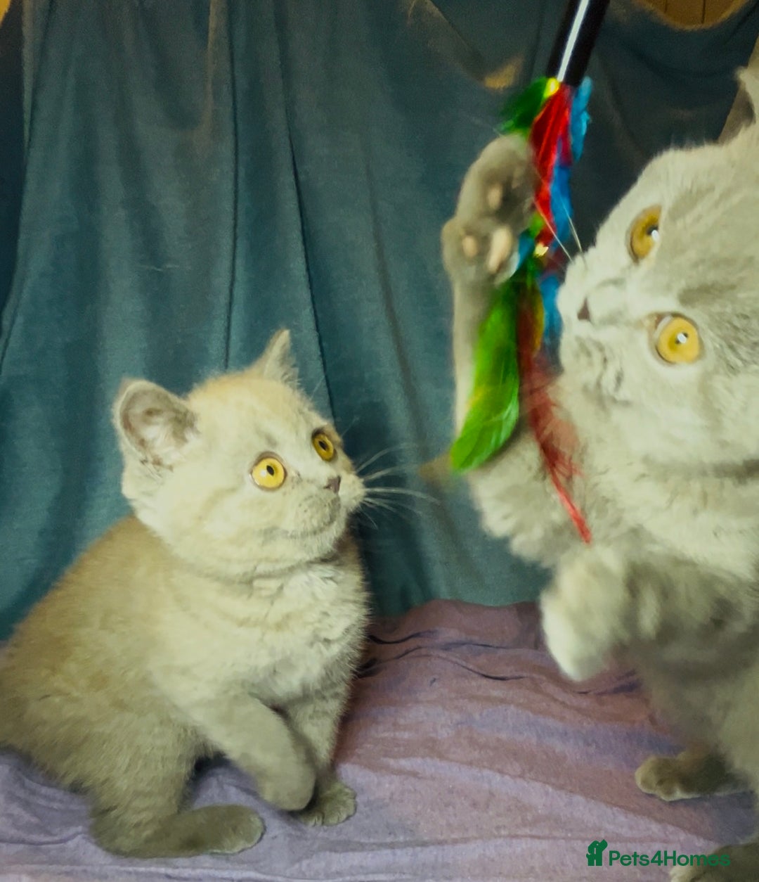 British Shorthair cats for sale: Blue & Fawn Boys & Girls - Image 15