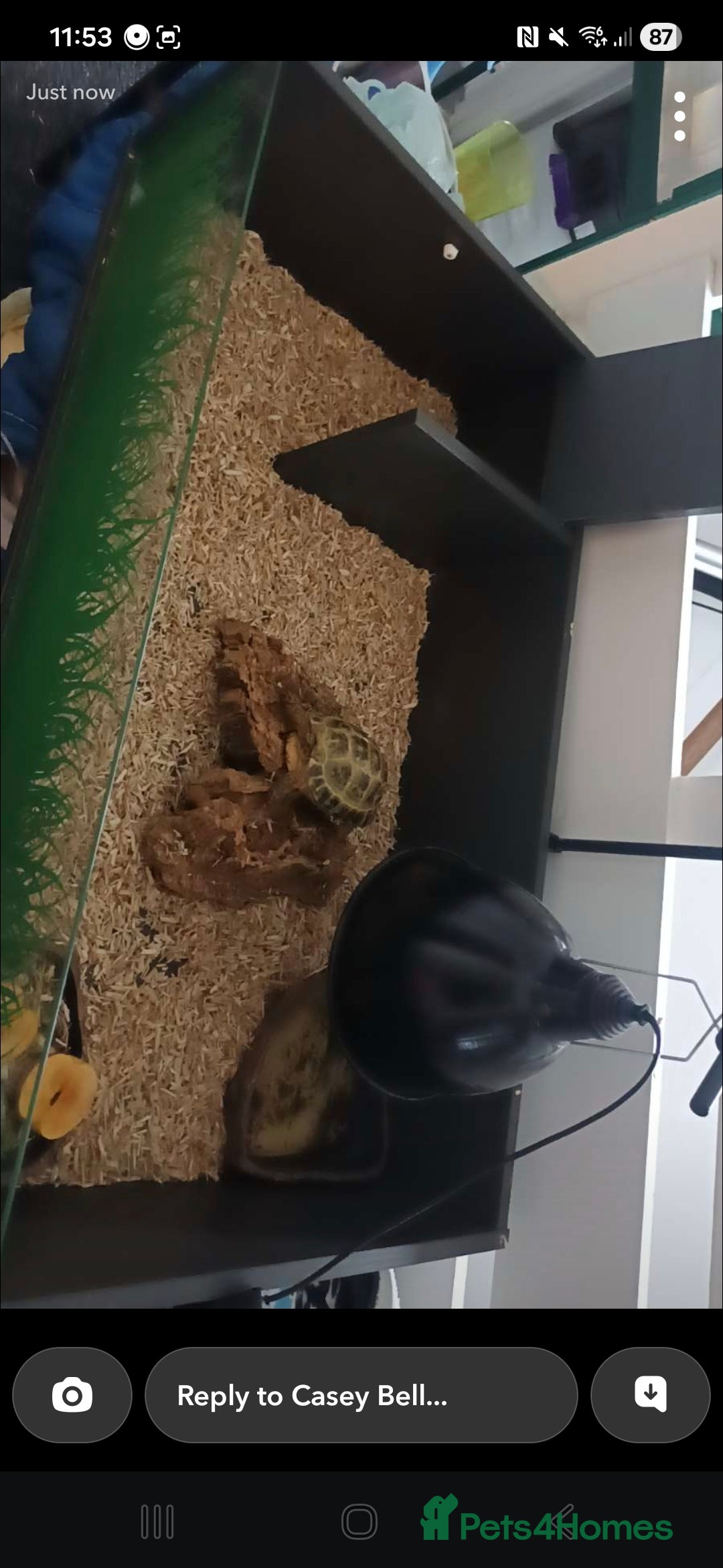 Turtle reptiles for sale: Horsefeild turtle  - Image 2