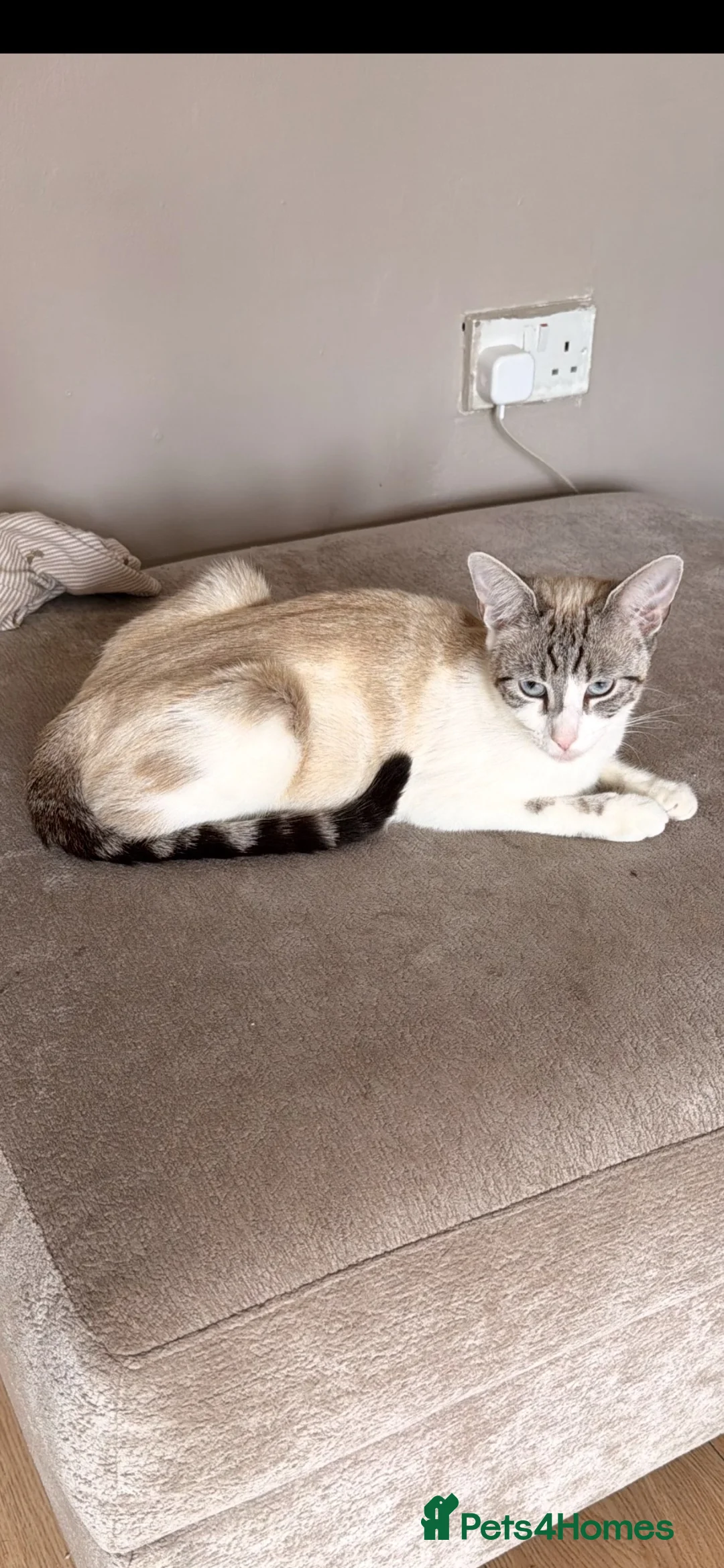 Mixed Breed cats for sale: 2 beautiful kittens  - Advert 1