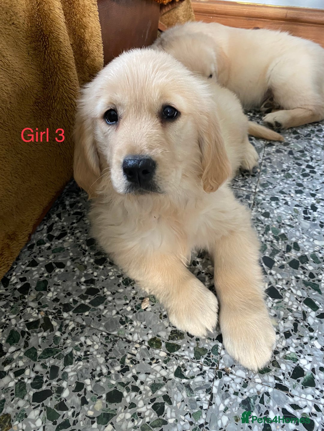 Golden Retriever dogs for sale: KC Registered Golden Retriver Puppies - Image 34
