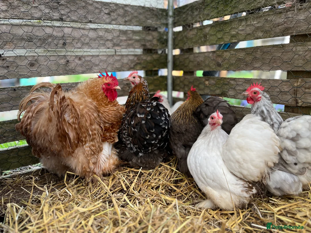Chickens poultry for sale: Pekin Bantams, Chicks, Growers, Point of Lay, Hens - Advert 8