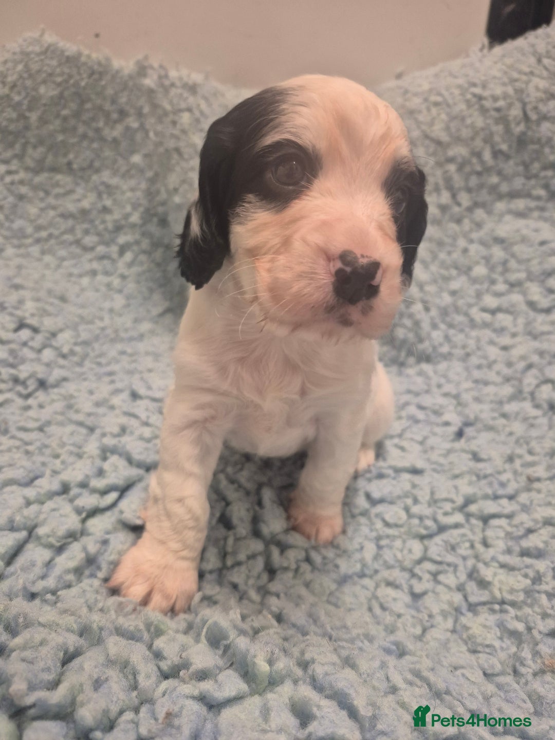 Cocker Spaniel dogs for sale: Lovely little working cocker spaniels - Image 4