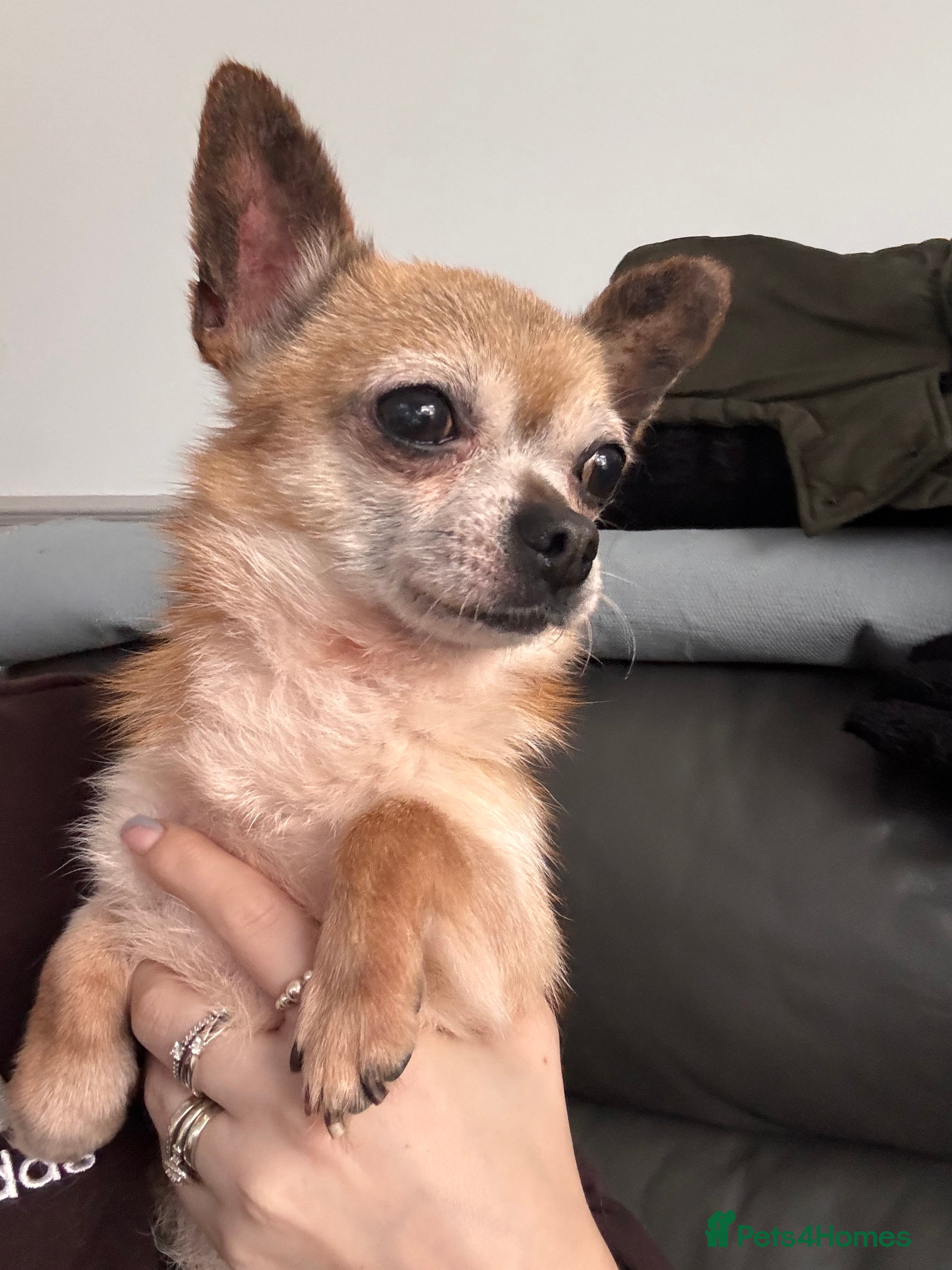 Chihuahua dogs Male chihuahua  - Advert 1