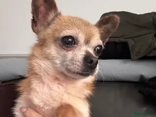 Chihuahua dogs Male chihuahua - Advert 1