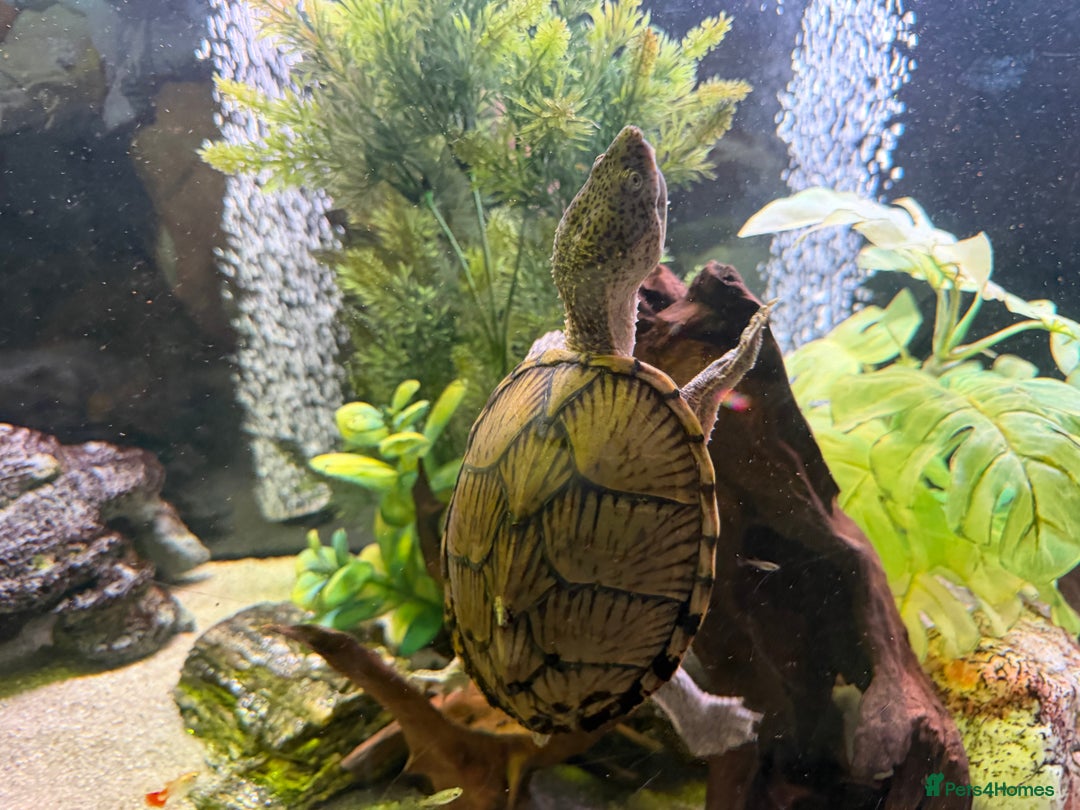 Turtle reptiles for sale: 240L tank & turtles for sale  - Advert 10