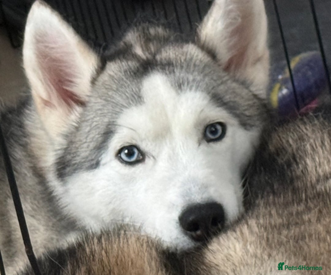Siberian Husky dogs for sale: Blue Eyed Husky Girl - Image 5