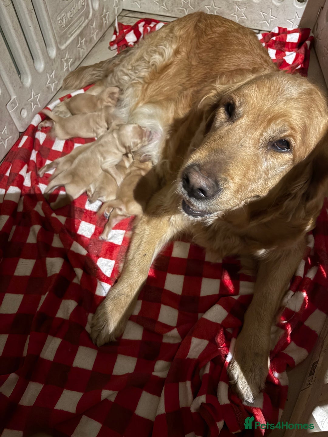 Golden Retriever dogs for sale: Golden retriever puppies boys and girls available  - Advert 1