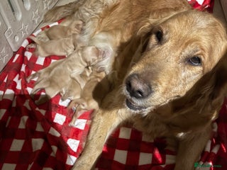Golden Retriever dogs Golden retriever puppies boys and girls available - Advert 5