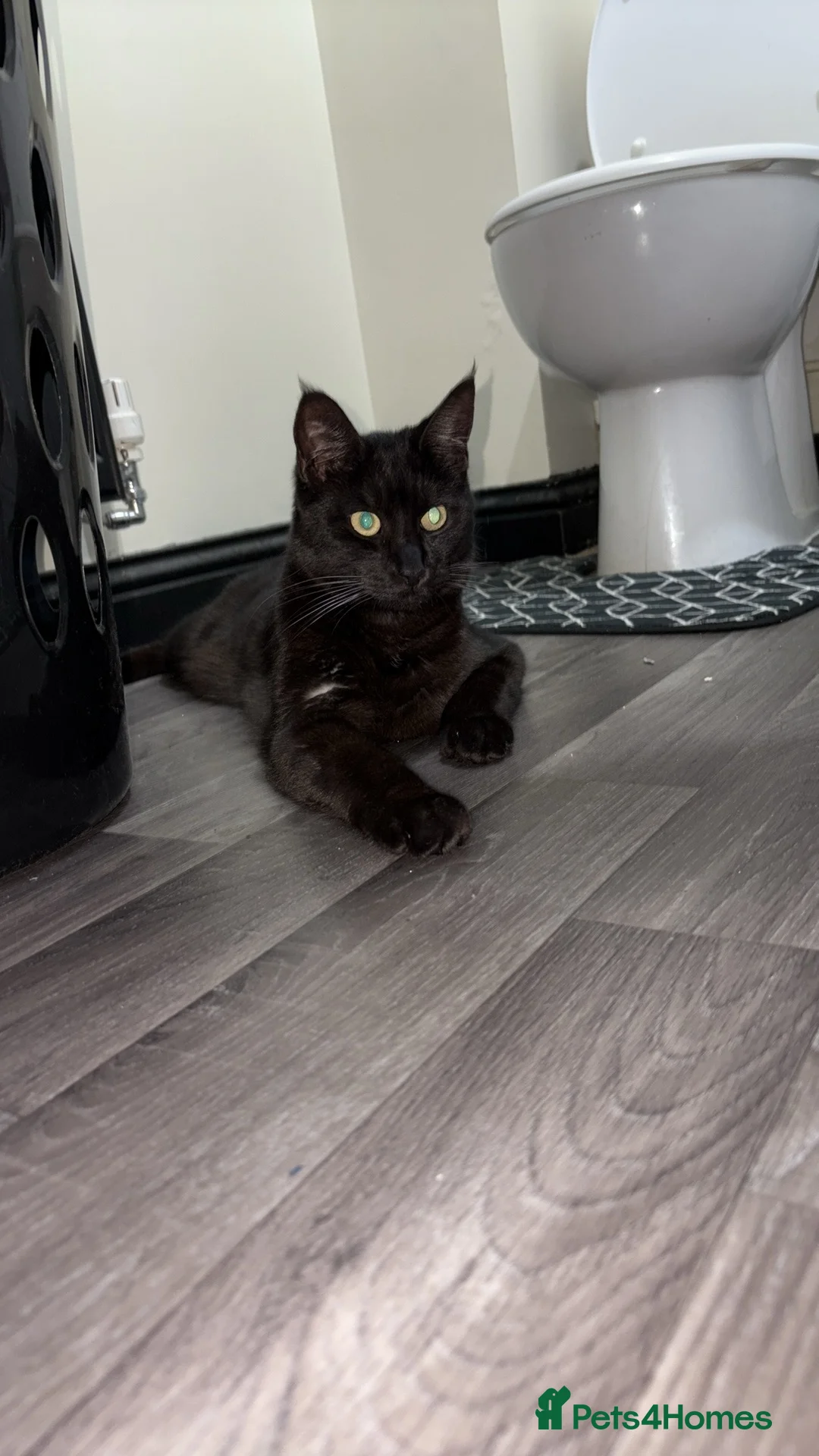 Maine Coon cats for sale: Maine Coon cross European Black Male Cat - Advert 1