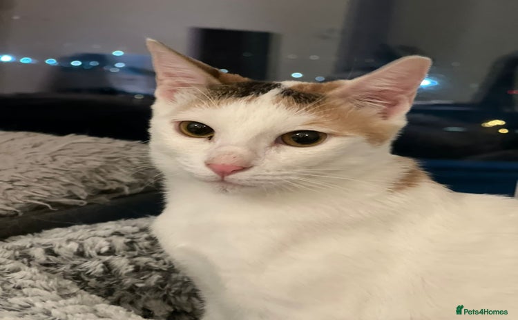 Domestic Shorthair cats - Advert 4