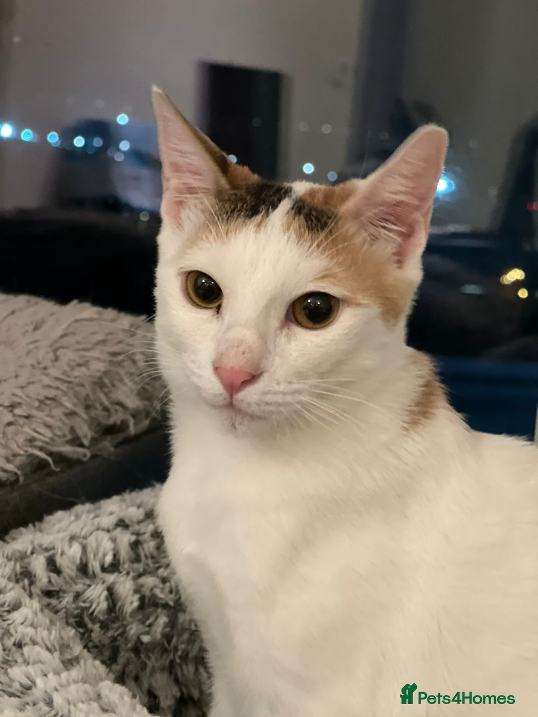 Domestic Shorthair cats for adoption: [Indoors only] Katzie - Cuddly and Playful girl! - Image 3
