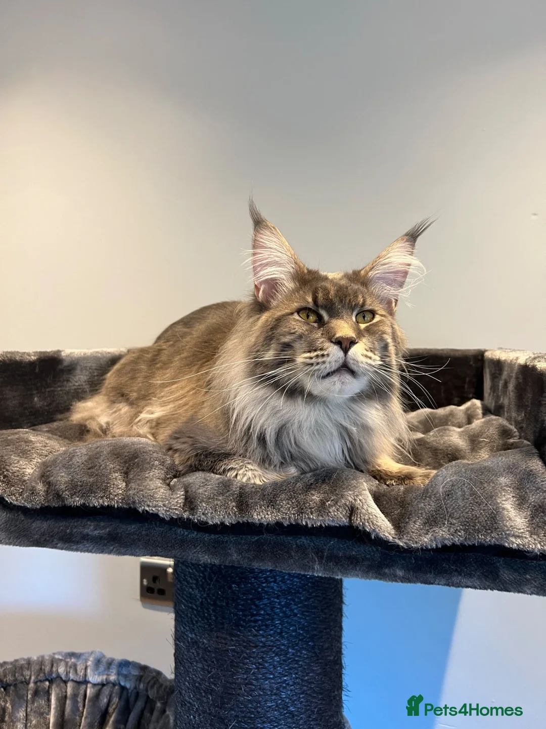 Maine Coon cats for sale: Retired Stud - Advert 2