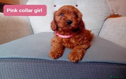 Cockapoo dogs for sale: Dark red F1b Cockapoos - Image 14
