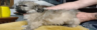 Lhasa Apso Puppy Cheetarah 