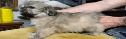 Lhasa Apso dogs for sale: 6 Lhasa Apso Puppies ready to leave now! - Advert 9