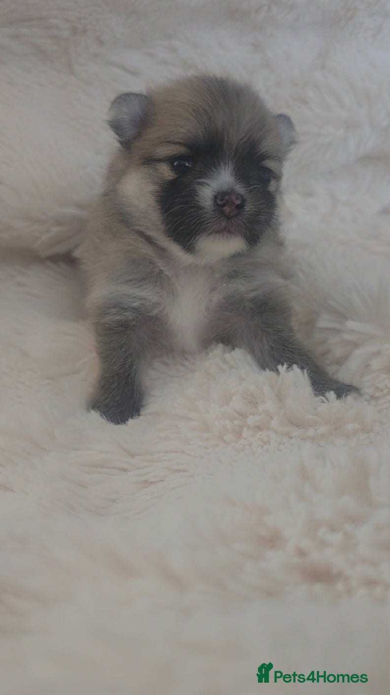 Pomeranian dogs Posh poms reservations! 🐾 🐾 🐾 🐾  - Advert 2