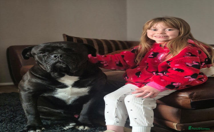 Cane Corso dogs - Advert 1