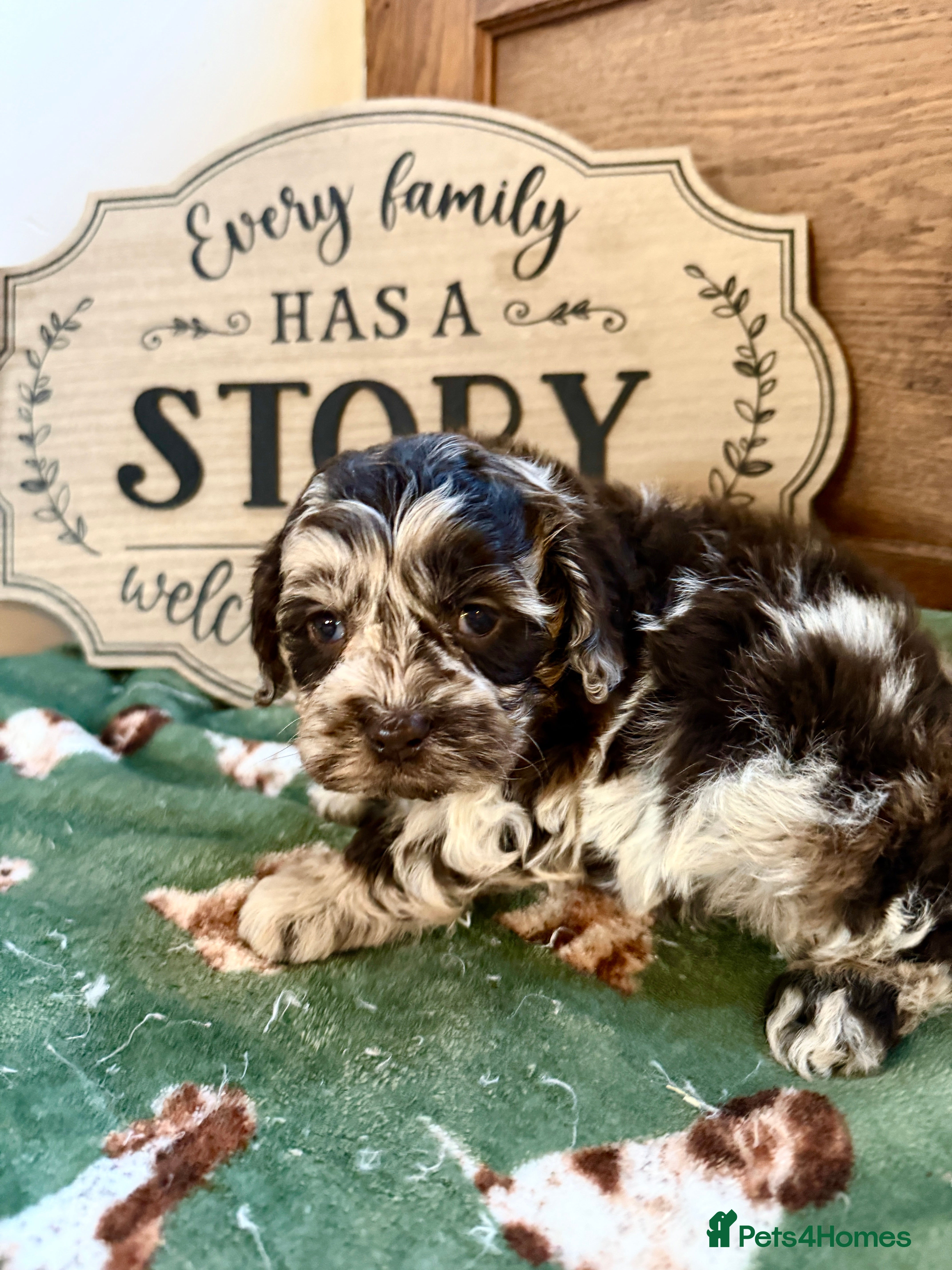 Cockapoo dogs Chocolate merl and tan point American cockapoo  - Advert 2