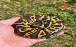 Python Snake reptiles for sale: Ball Python / Royal Python Hatchlings and Adults - Image 4