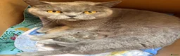British Shorthair cats for sale: British Short Hair One Beautiful Female Available - Advert 13