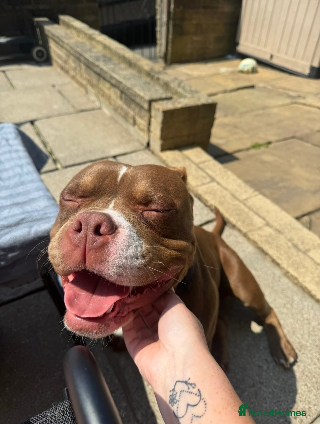 American Bulldog dogs for sale: Micro Bulldog - 2 years old - very loving - Advert 3