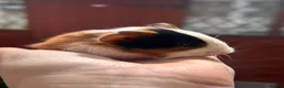 Guinea Pig rodents for sale: Gorgeous baby Guineapigs  - Advert 7