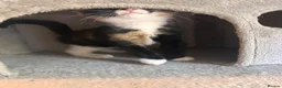 Mixed Breed cats for sale: Ragdoll x Siamese x Maine coon ready to leave  - Advert 13