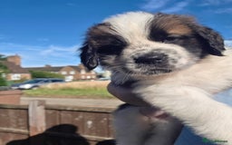 Saint Bernard dogs for sale: Saint bernard puppies READY END OF NEXT WEEK - Image 23
