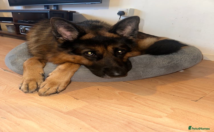 German Shepherd dogs - Advert 1