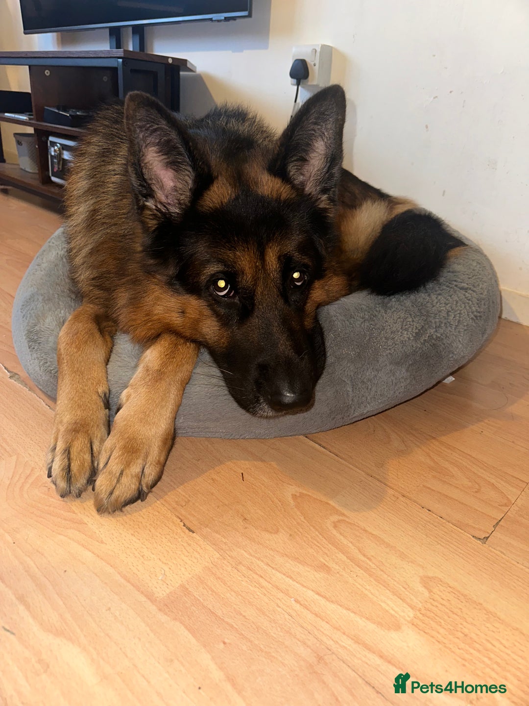 German Shepherd dogs for sale: Loving Home Wanted for Jack – German Shepherd 🐾 - Image 1