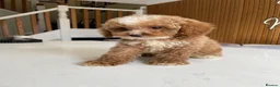 Cockapoo dogs for sale: F1B Cockapoo Pups - Ready to leave now!! - Advert 7