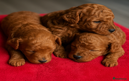 Toy Poodle dogs for sale: Adorable Toy Poodle Famiky pets  - Image 3