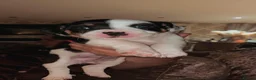 Jack Russell dogs for sale: Miniature Jack Russel puppies in Newcastle upon Tyne - Advert 6