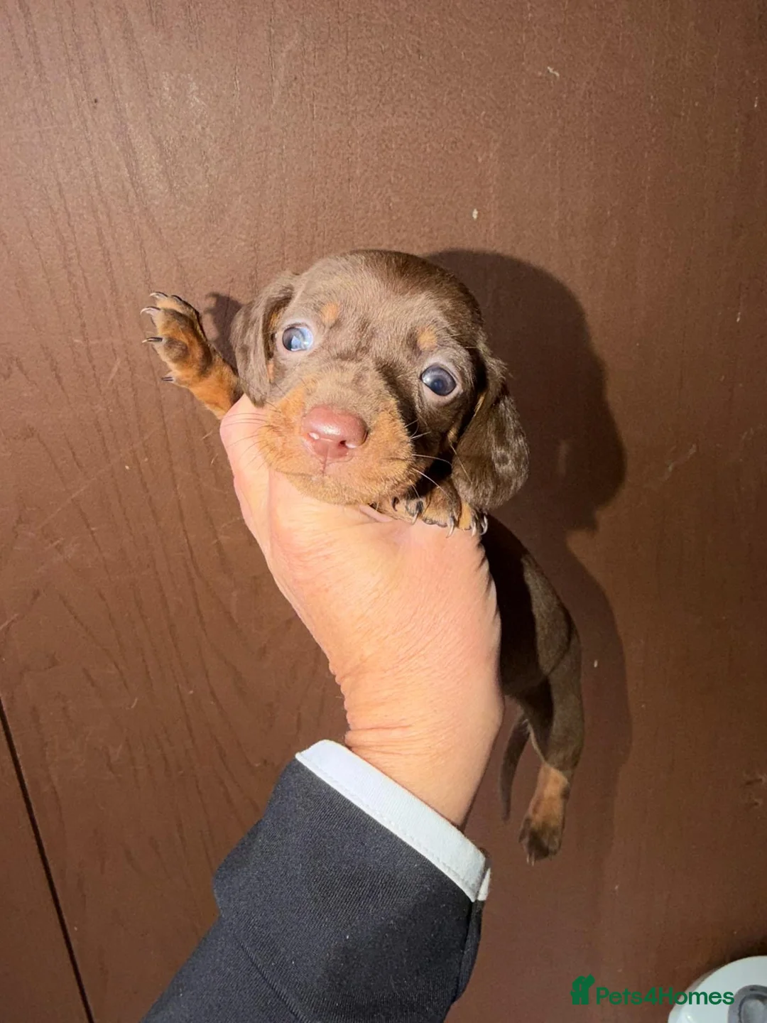 Miniature Dachshund dogs for sale: Mini dachshund puppy’s  - Advert 5