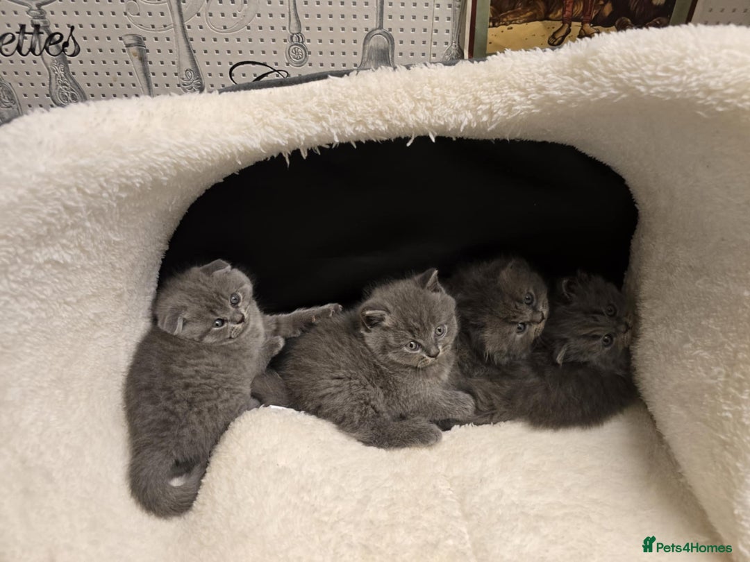 British Shorthair cats for sale: British shorthair  - Image 14