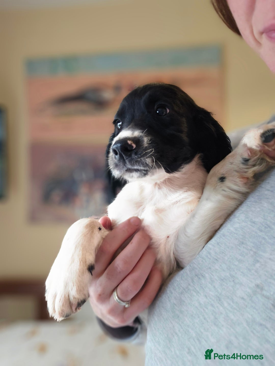 English Springer Spaniel dogs for sale: 2 male english springer pups - Image 17