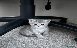 Russian Blue cats for sale: Blue Russian Cross Kittens - Image 5