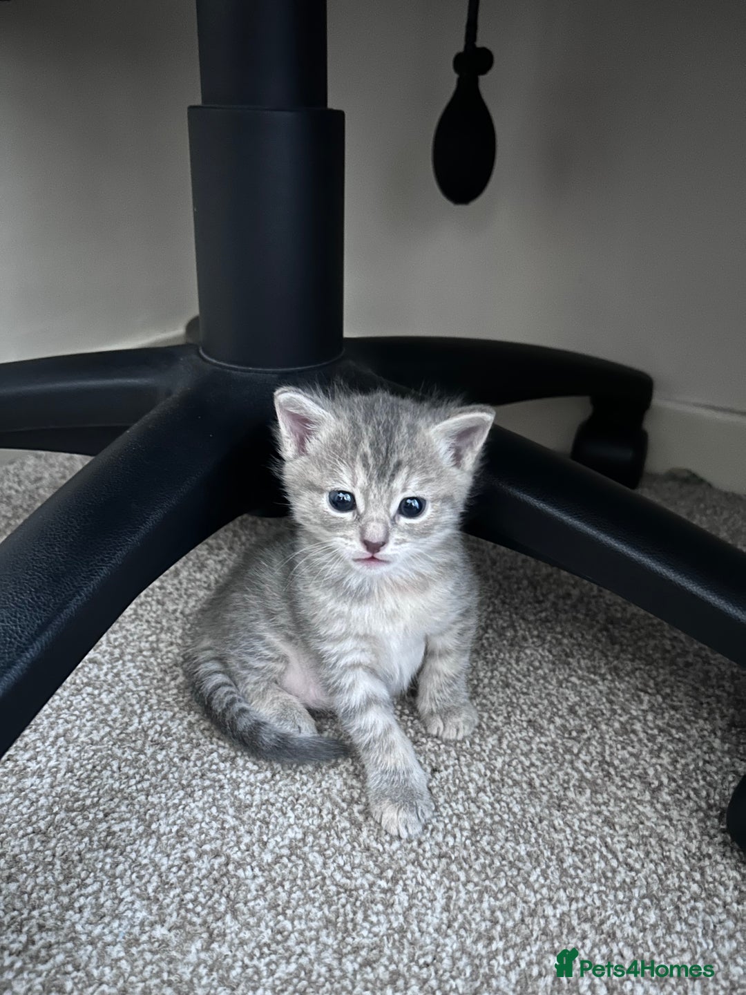 Russian Blue cats for sale: Blue Russian Cross Kittens - Image 5